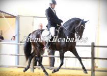 W LUCERO CLXXXVIII, DE Y. EL ROMERITO, CAMPEON ABSOLUTO DE FUNCIONALIDAD Y SUBCAMPEON DEL CONCURSO